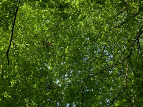 Forêt de Brin-sur-Seille
